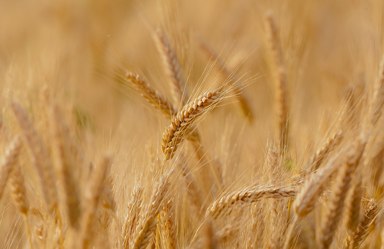 Campo de trigo